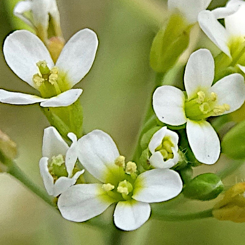 Schotenkresse / Arabidopsis thaliana