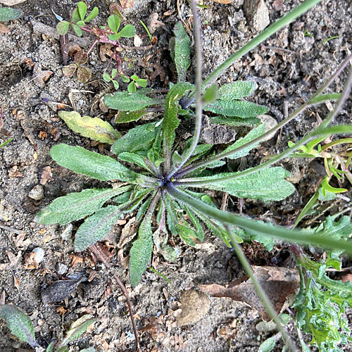 Schotenkresse / Arabidopsis thaliana