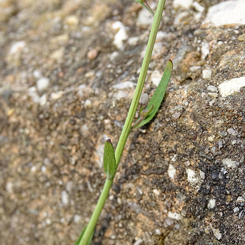 Schotenkresse / Arabidopsis thaliana