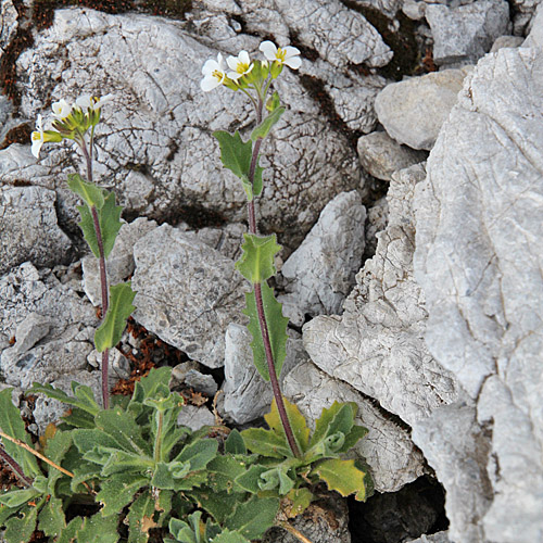 Alpen-Gänsekresse / Arabis alpina