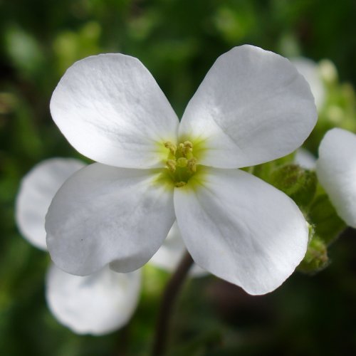 Alpen-Gänsekresse / Arabis alpina