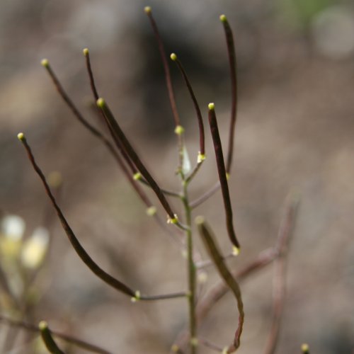 Alpen-Gänsekresse / Arabis alpina