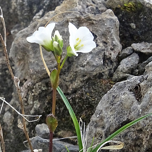 Zwerg-Gänsekresse / Arabis bellidifolia