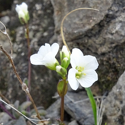 Zwerg-Gänsekresse / Arabis bellidifolia