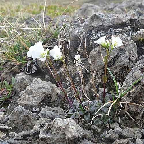 Zwerg-Gänsekresse / Arabis bellidifolia