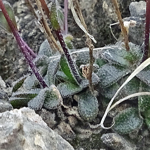 Zwerg-Gänsekresse / Arabis bellidifolia