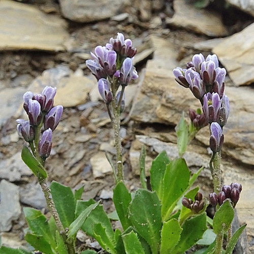 Bläuliche Gänsekresse / Arabis caerulea