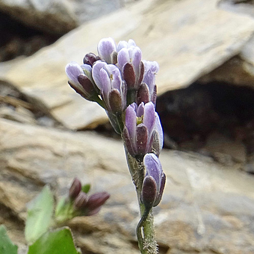 Bläuliche Gänsekresse / Arabis caerulea