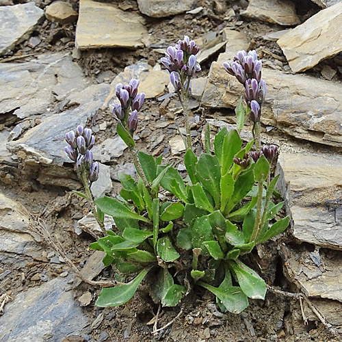 Bläuliche Gänsekresse / Arabis caerulea