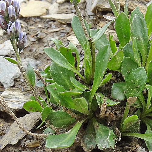 Bläuliche Gänsekresse / Arabis caerulea