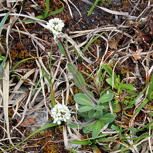 Bewimperte Gänsekresse / Arabis ciliata