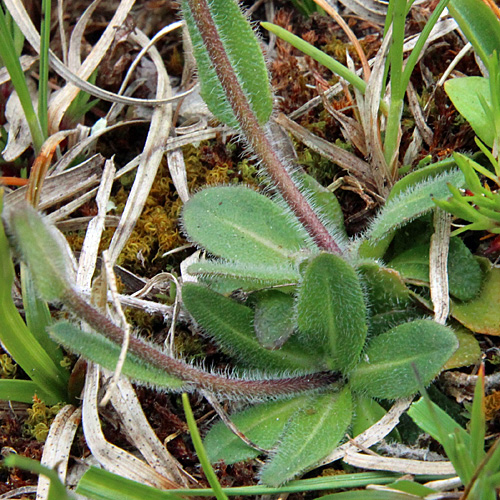 Bewimperte Gänsekresse / Arabis ciliata