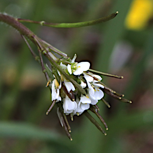 Bewimperte Gänsekresse / Arabis ciliata