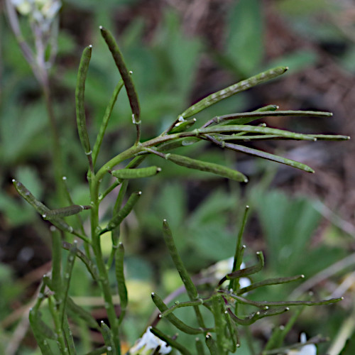 Bewimperte Gänsekresse / Arabis ciliata