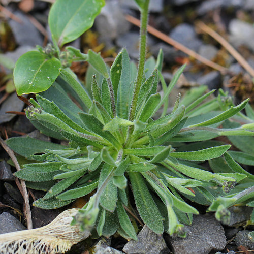 Mauer-Gänsekresse / Arabis collina