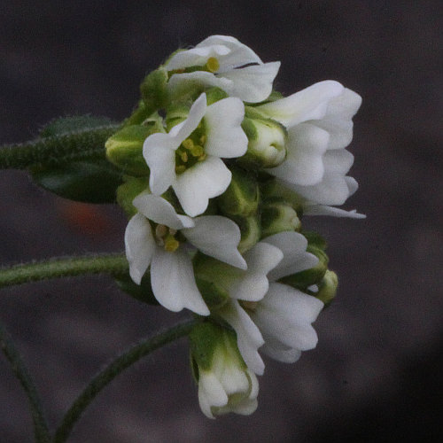 Mauer-Gänsekresse / Arabis collina