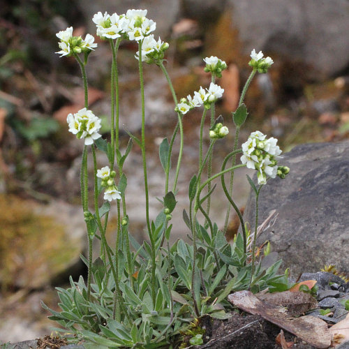 Mauer-Gänsekresse / Arabis collina