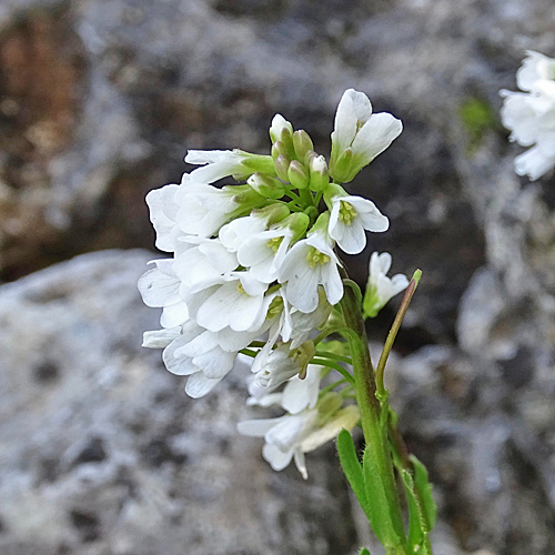 Mauer-Gänsekresse / Arabis collina