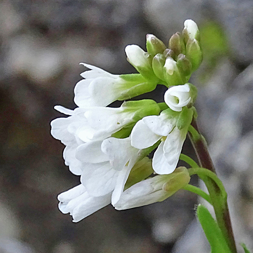 Mauer-Gänsekresse / Arabis collina