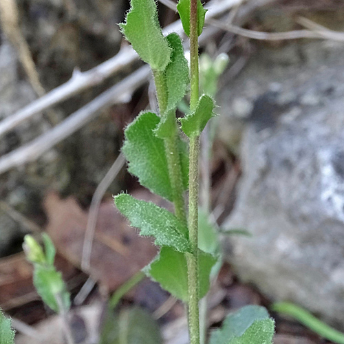 Mauer-Gänsekresse / Arabis collina