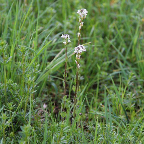 Rauhaarige Gänsekresse / Arabis hirsuta