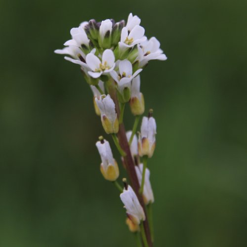 Rauhaarige Gänsekresse / Arabis hirsuta