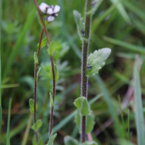 Rauhaarige Gänsekresse / Arabis hirsuta