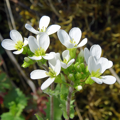 Felsen-Gänsekresse / Arabis nova