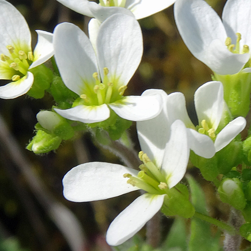 Felsen-Gänsekresse / Arabis nova