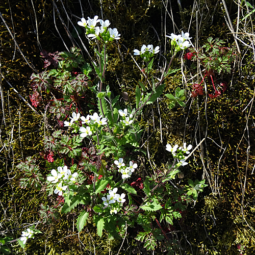 Felsen-Gänsekresse / Arabis nova