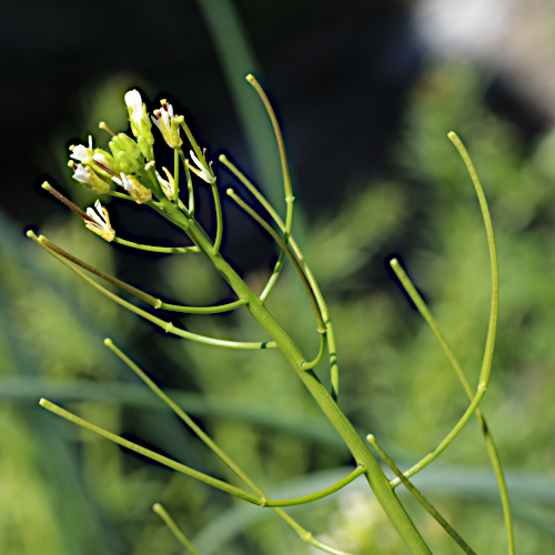 Felsen-Gänsekresse / Arabis nova