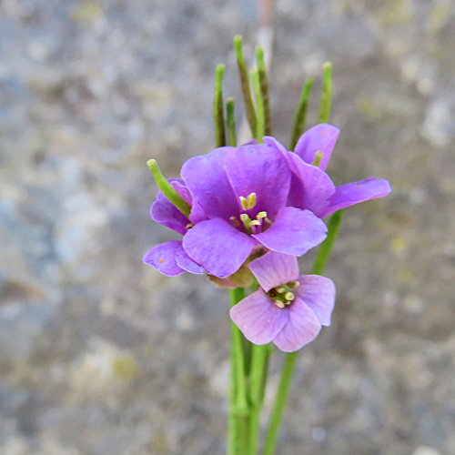 Rote Gänsekresse / Arabis rosea