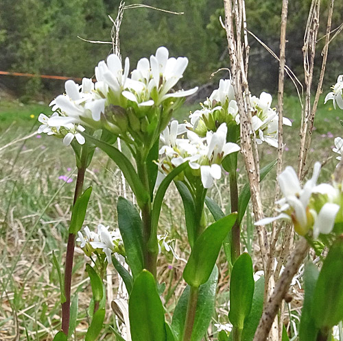 Bach-Gänsekresse / Arabis subcoriacea