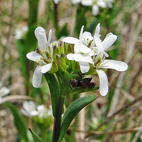 Bach-Gänsekresse / Arabis subcoriacea