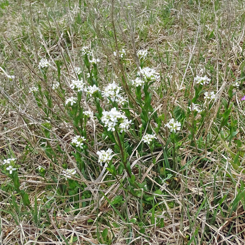 Bach-Gänsekresse / Arabis subcoriacea