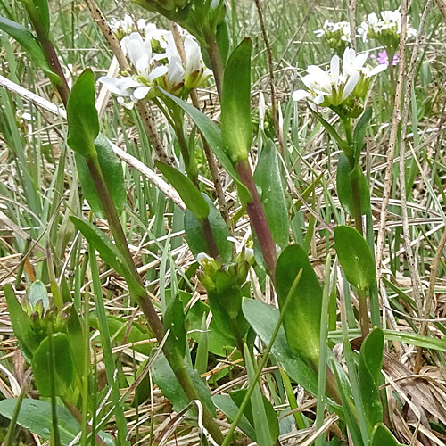 Bach-Gänsekresse / Arabis subcoriacea