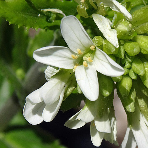 Turm-Gänsekresse / Arabis turrita