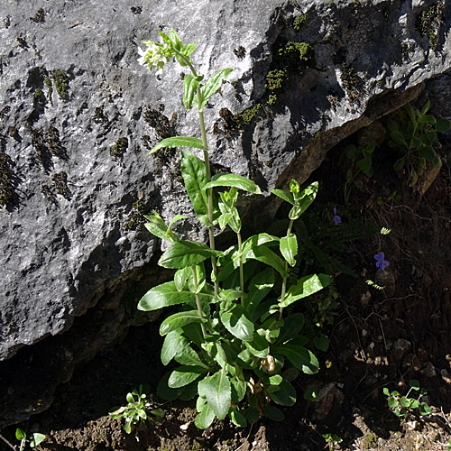 Turm-Gänsekresse / Arabis turrita