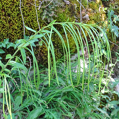 Turm-Gänsekresse / Arabis turrita