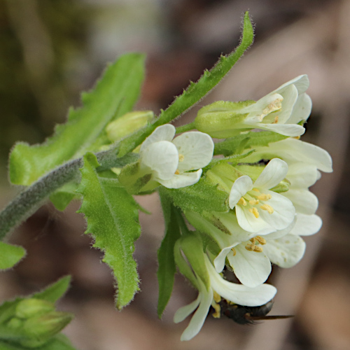 Turm-Gänsekresse / Arabis turrita