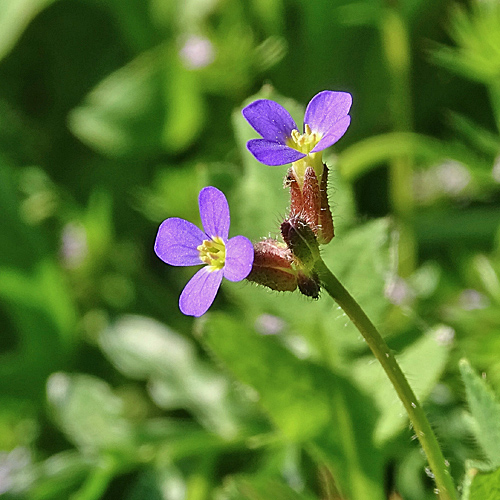 Frühlings-Gänsekresse / Arabis verna