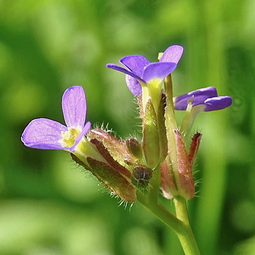 Frühlings-Gänsekresse / Arabis verna