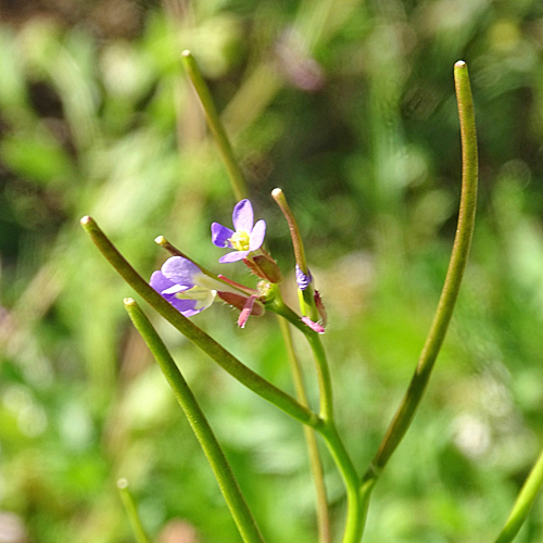 Frühlings-Gänsekresse / Arabis verna