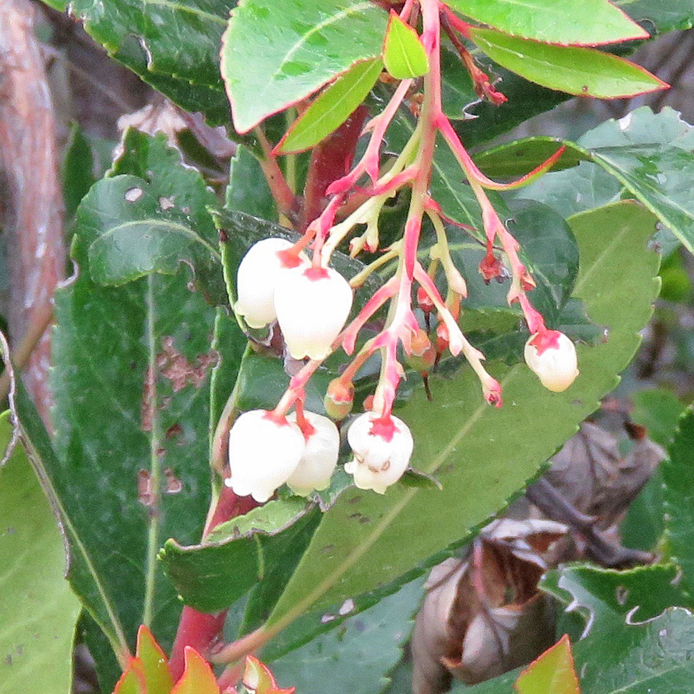 Westlicher Erdbeerbaum / Arbutus unedo (Foto: ©Christian Kaderli) Westlicher Erdbeerbaum / Arbutus unedo