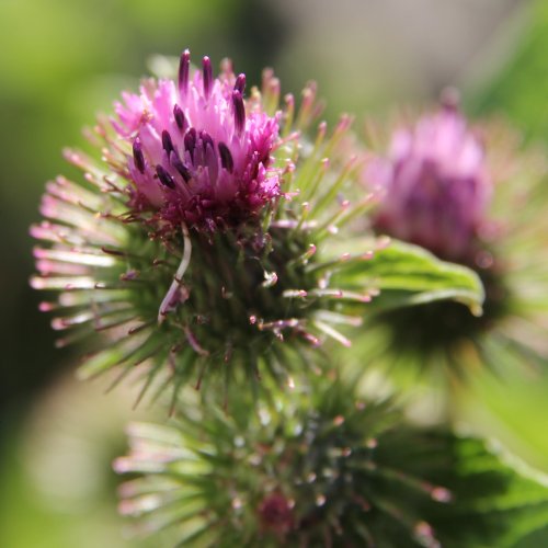 Kleine Klette / Arctium minus