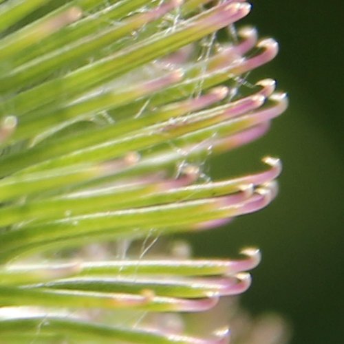 Kleine Klette / Arctium minus