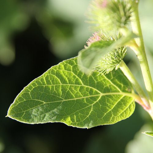 Kleine Klette / Arctium minus