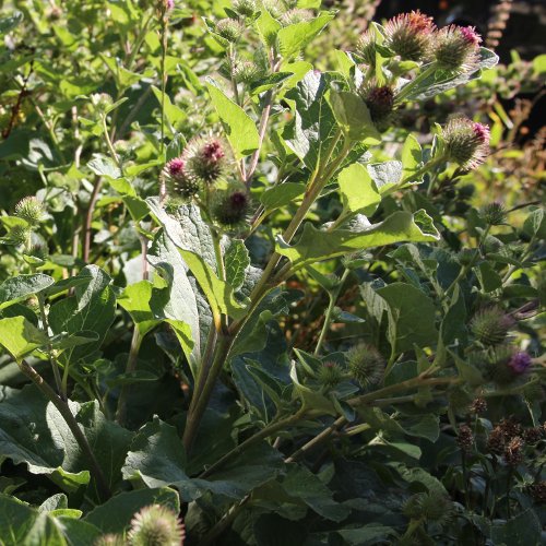 Kleine Klette / Arctium minus