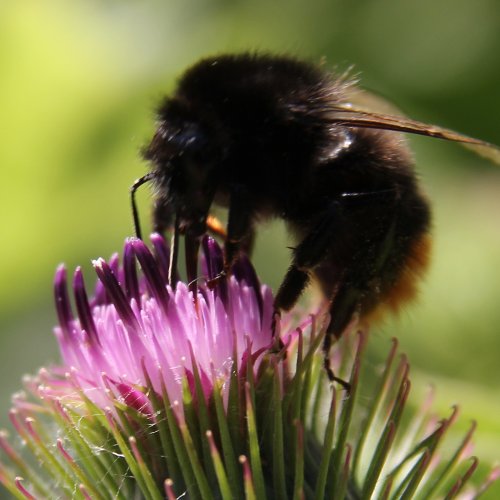 Kleine Klette / Arctium minus