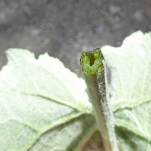 Kleine Klette / Arctium minus